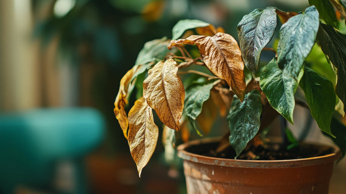Coffee Grounds, Banana Peels, and 5 More Myths That Could Kill Your Plants