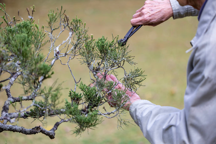 Bonsai Pruning Basics: Shaping Trees Without Stressing Them