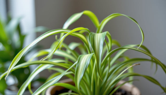 3 Foolproof Ways to Keep Spider Plants Thriving