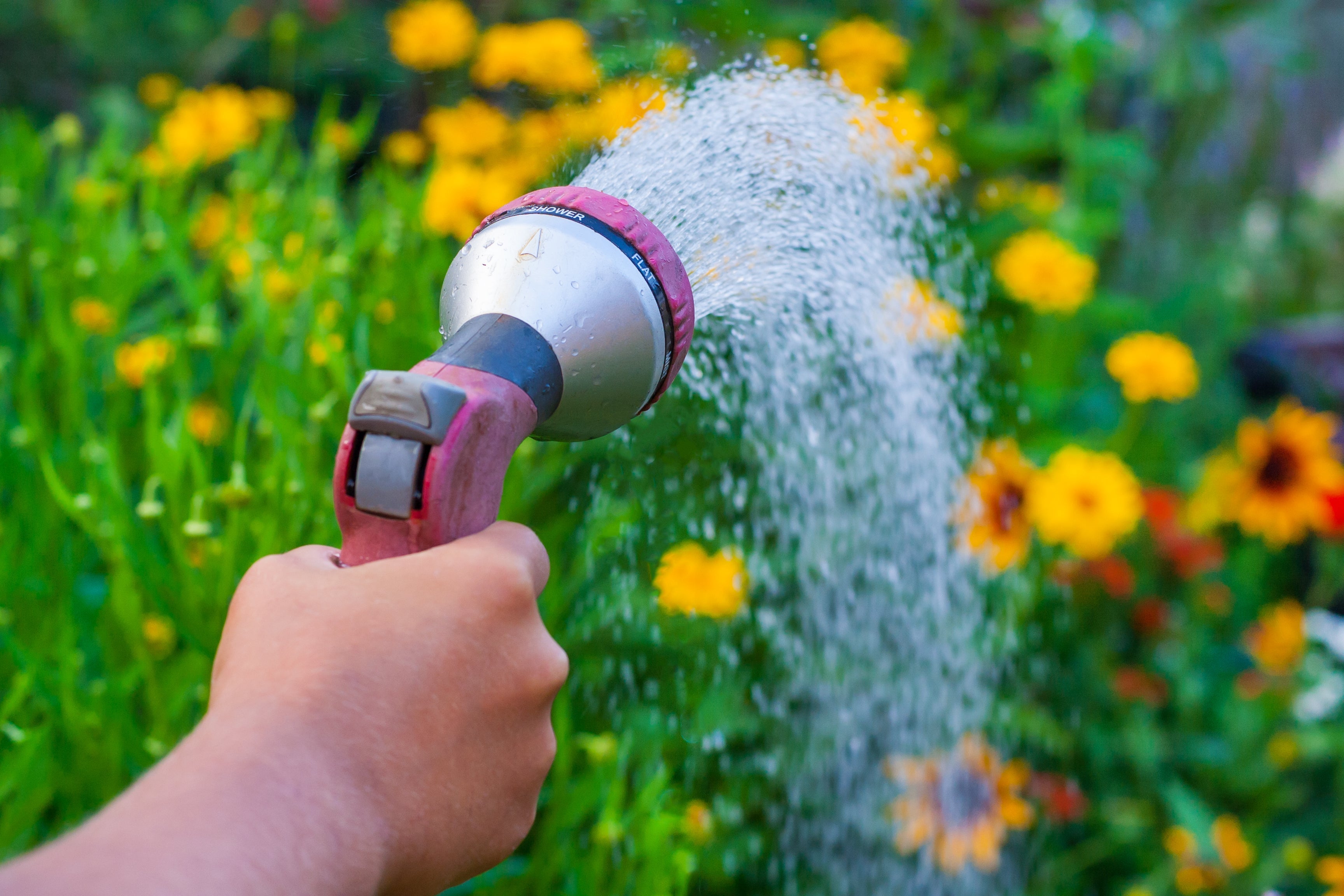Is Your Water Killing Your Plants? The Surprising Truth About Tap vs. Filtered