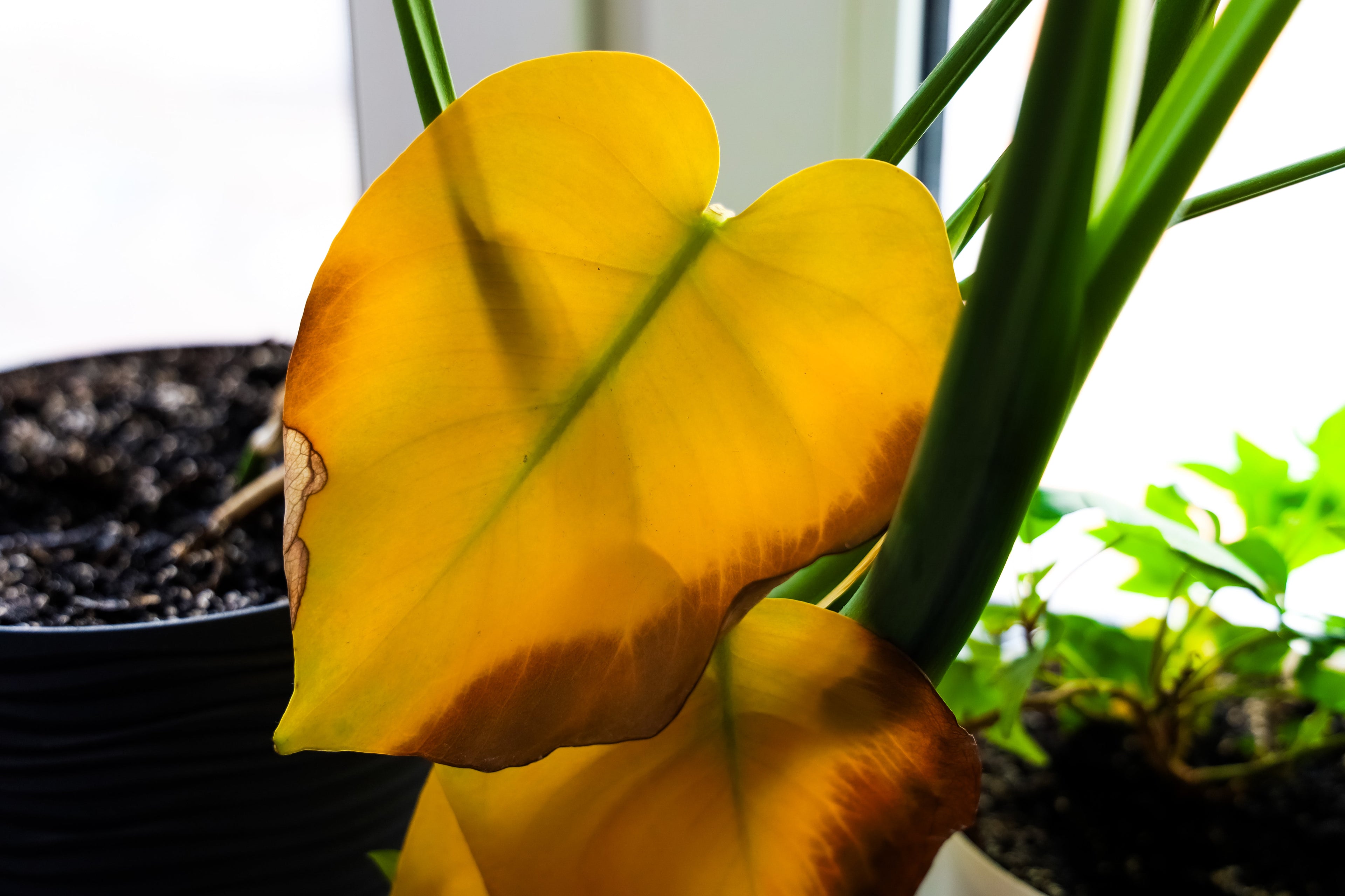 The Hidden Dangers of Overwatering and How to Prevent Them