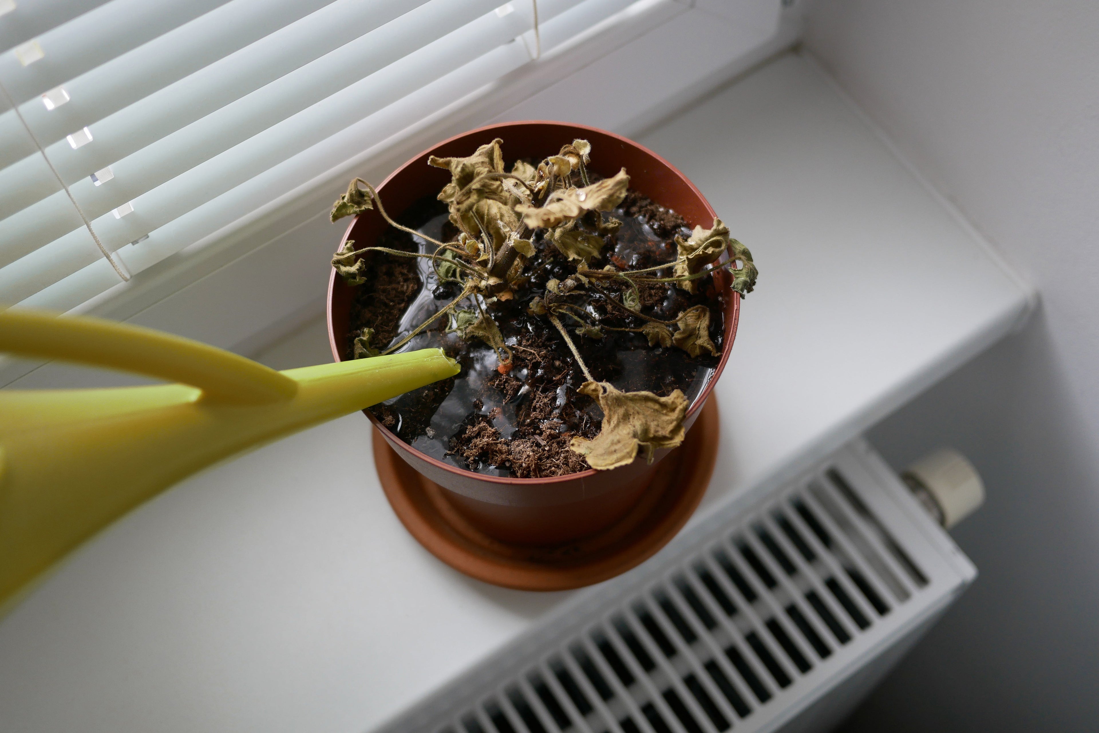 Why Drainage Is Everything (and How to Fix Pots Without Holes)