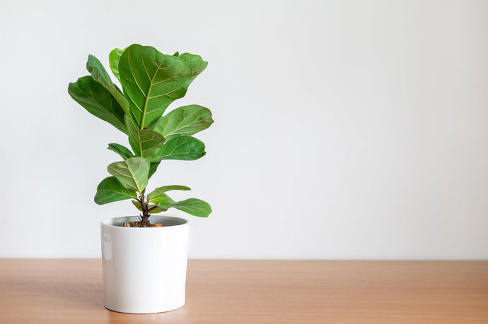 Fiddle Leaf Fig Freak-Out? The 3 Most Common Mistakes (And Easy Fixes)