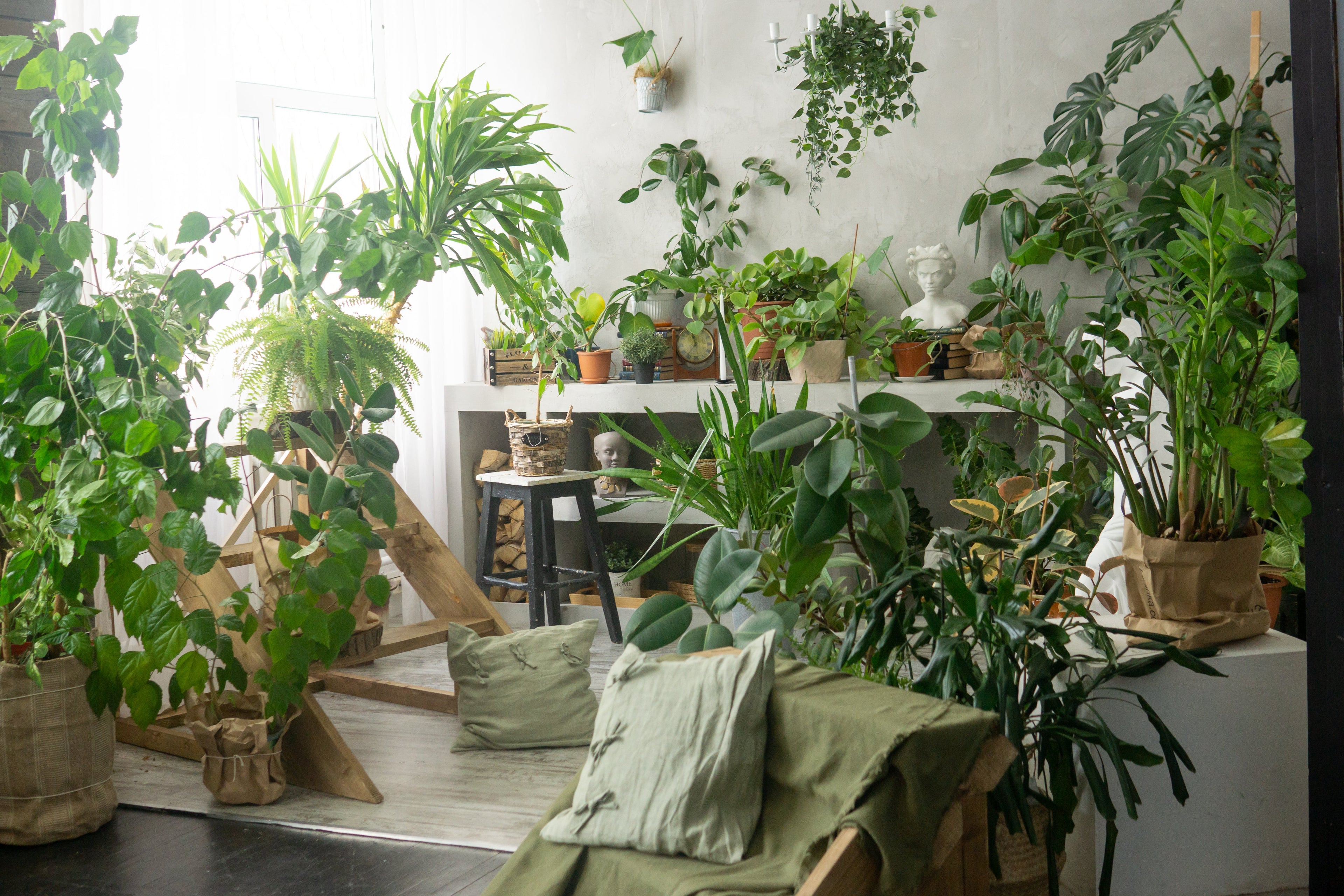 How to Create a Mini Indoor Jungle on a Budget