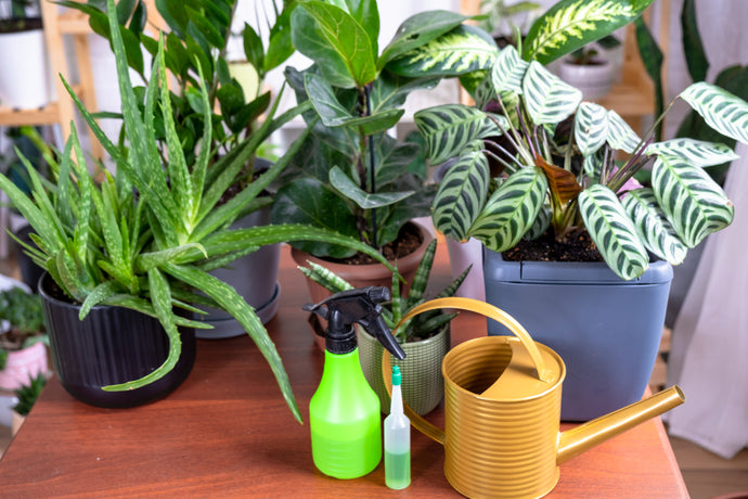 How Often Should You Really Fertilize Indoor Plants?
