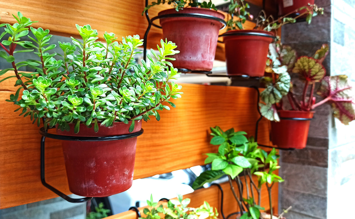 The Perfect Pot Size Chart for Every Plant You Own Leaves and Soul