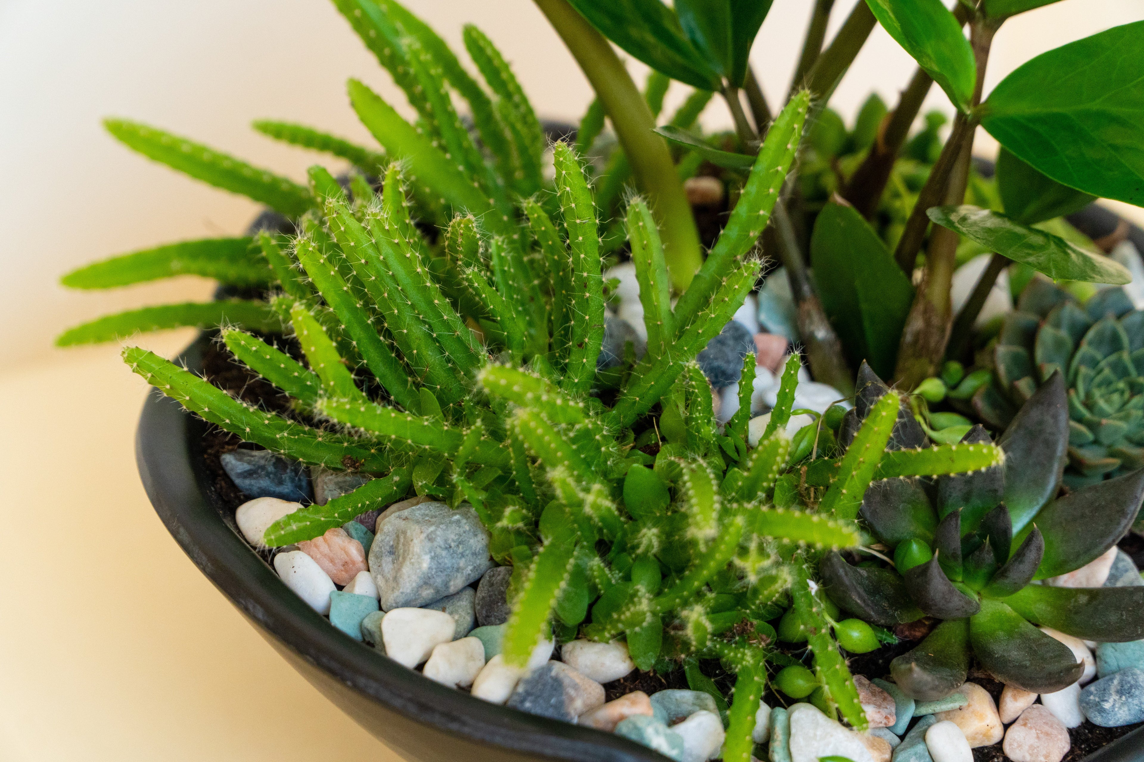 7 Low-Light Plants That Actually Flourish in Dark Rooms