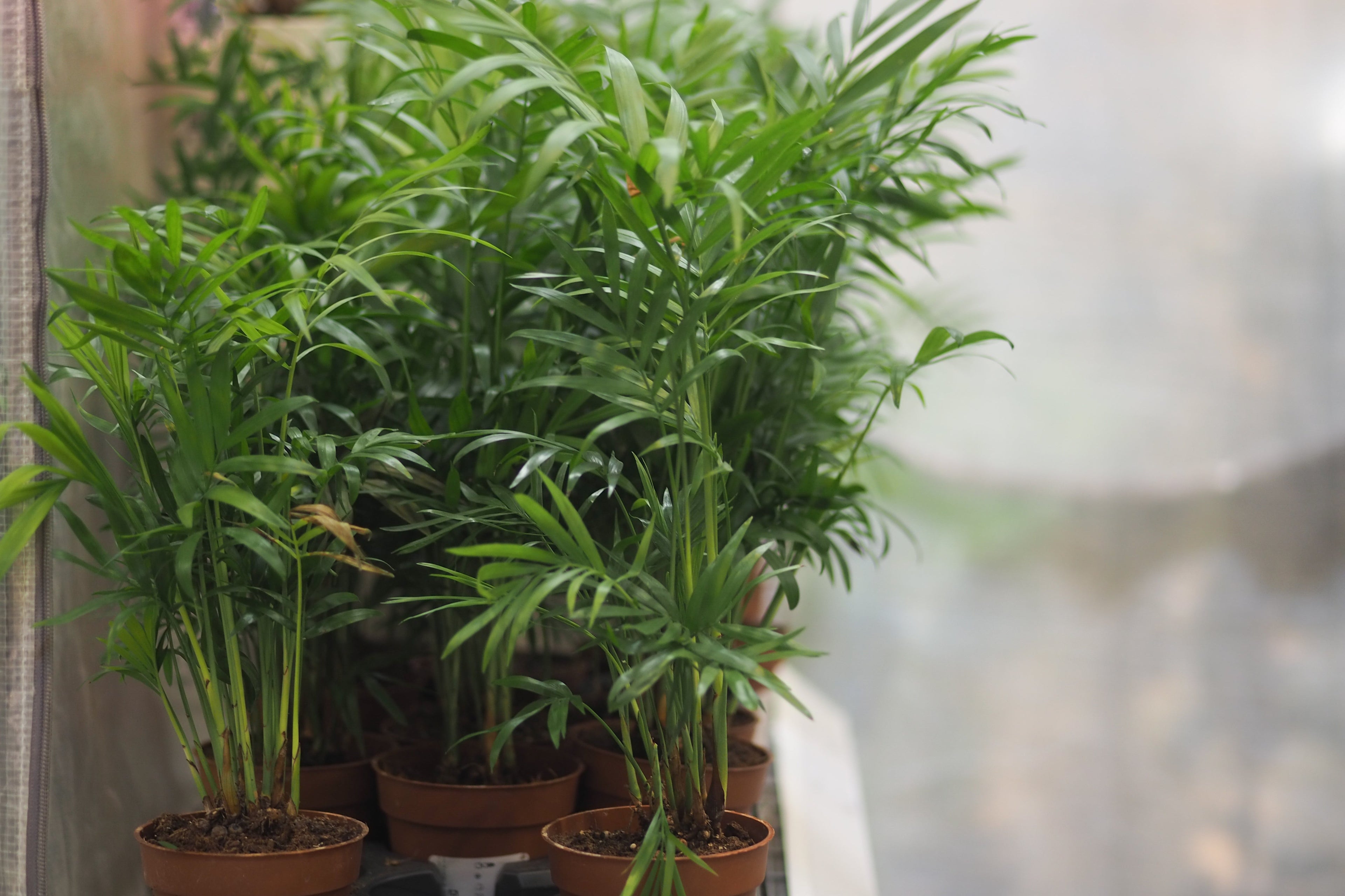 5 Indoor Plants That Are Perfect for Small Apartments