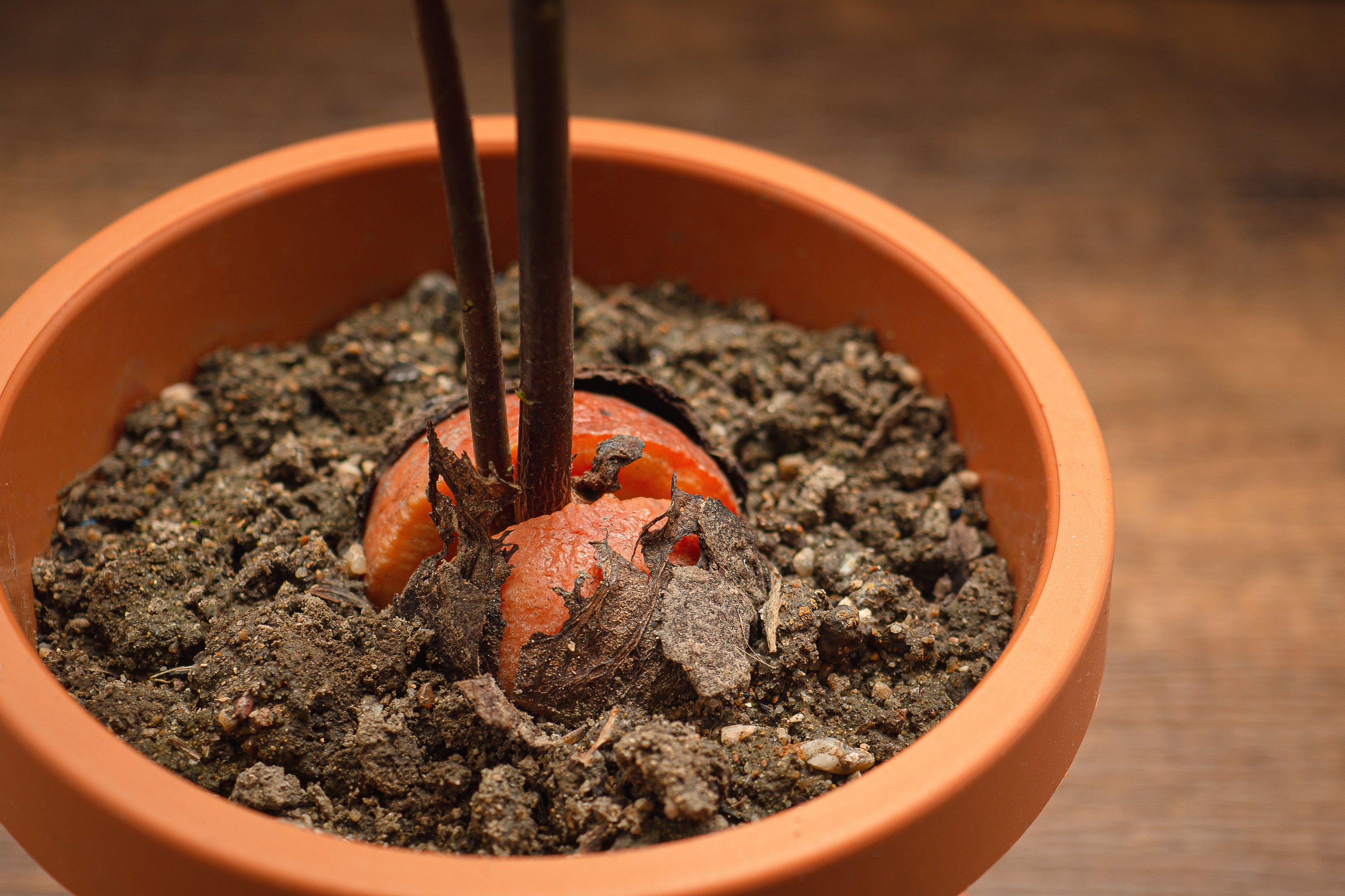 How to Winterize Your Avocado Tree in Containers