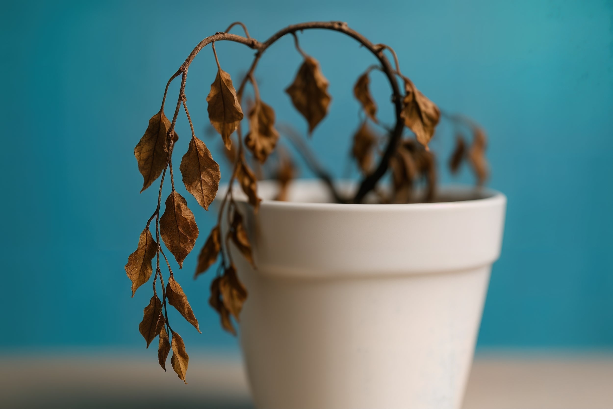 Why Your Bonsai’s Leaves Are Turning Yellow, And How To Revive It