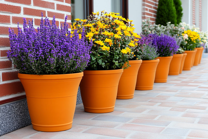 How to Pair the Perfect Pot with the Perfect Plant