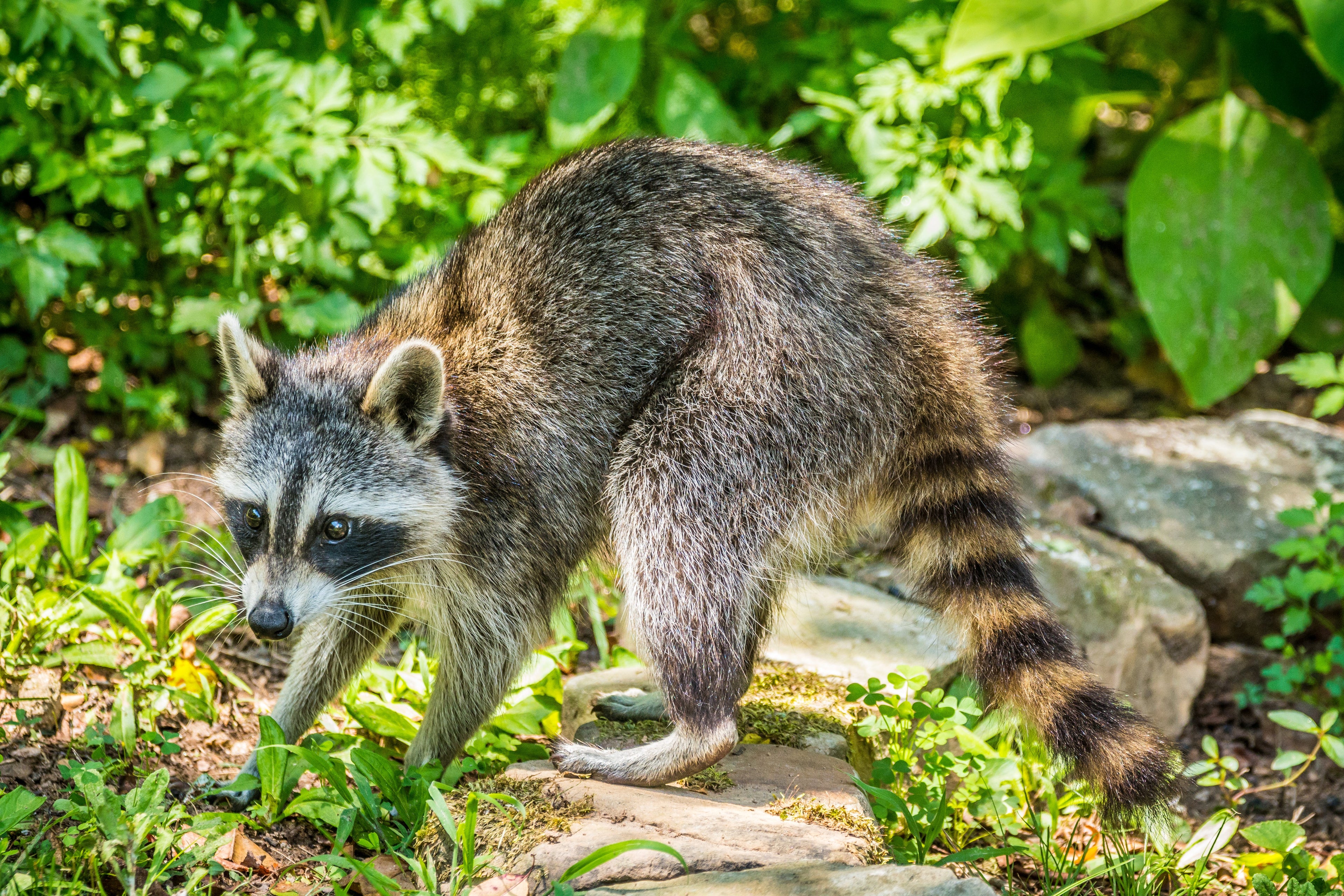 Stop Raccoon Raids With Lemongrass And Castor Oil, Pet Safe And Tough On Pests