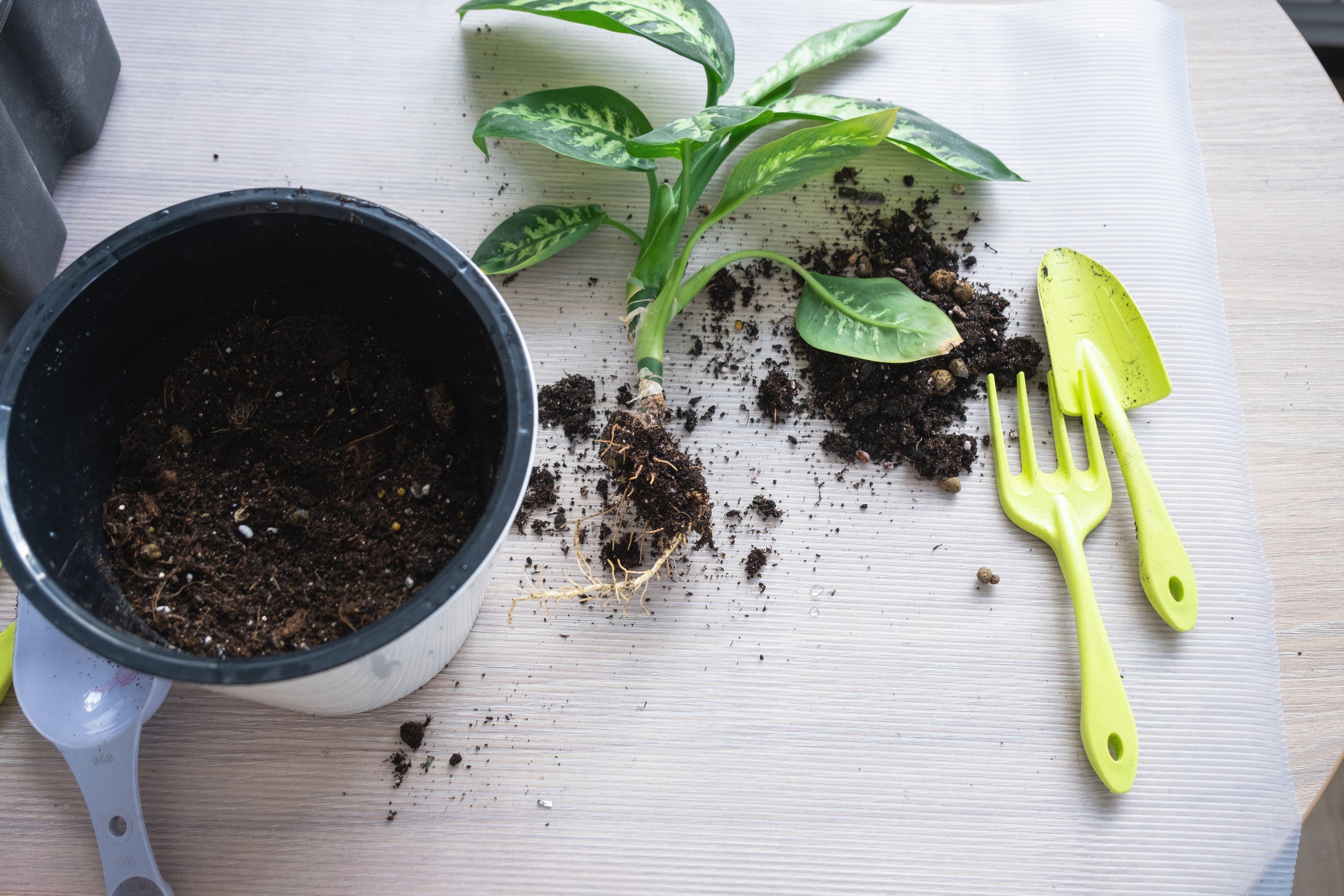 The Best DIY Natural Fertilizers You Already Have at Home