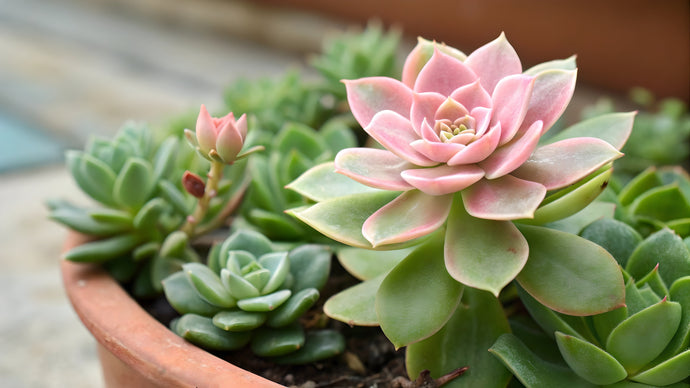 The Best Soil Mix for Succulents That Won’t Rot Their Roots