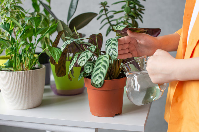 The Easy Guide to Propagating Houseplants in Water