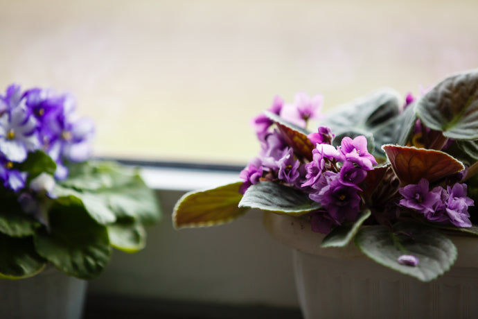 7 Beautiful Flowering Plants That Love Indoor Life