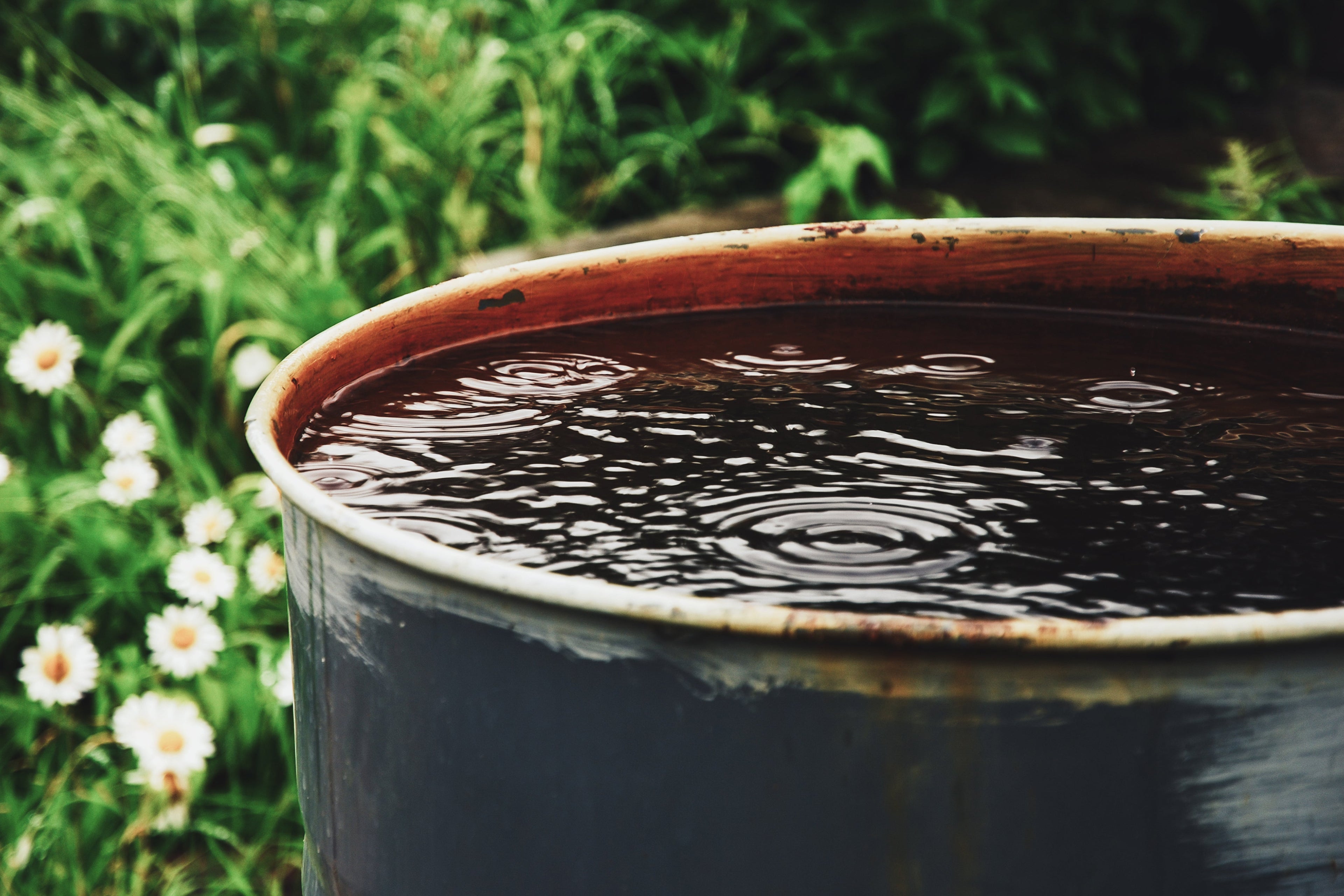 The Surprising Truth About Using Rainwater for Plants