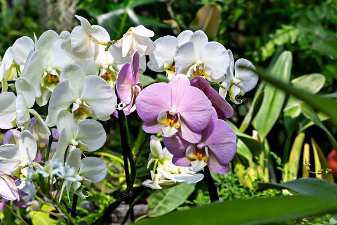 Secrets to Keeping Orchids Blooming Year-Round