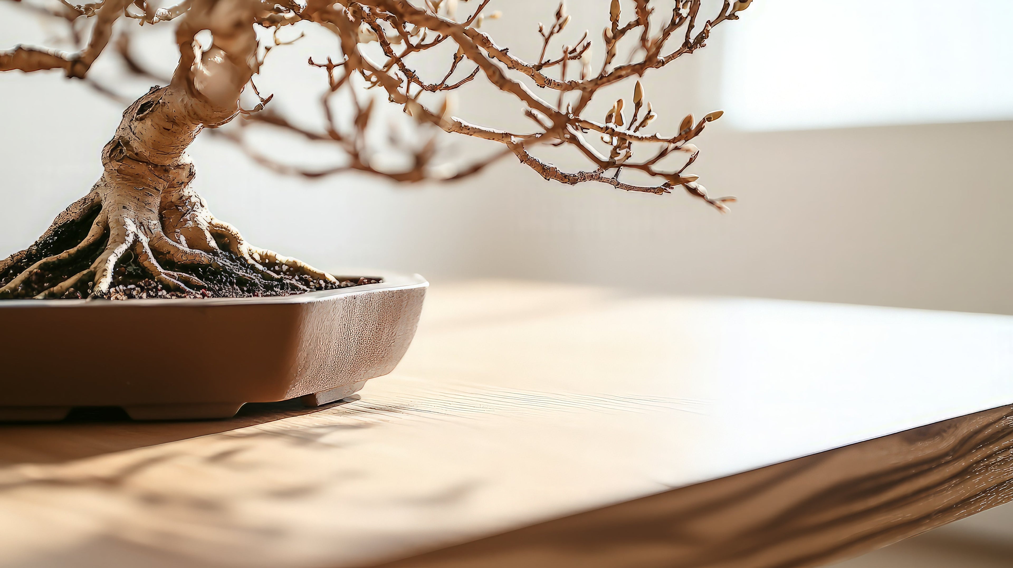 Why Your Bonsai Tree Might Be Dying (And How to Revive It)