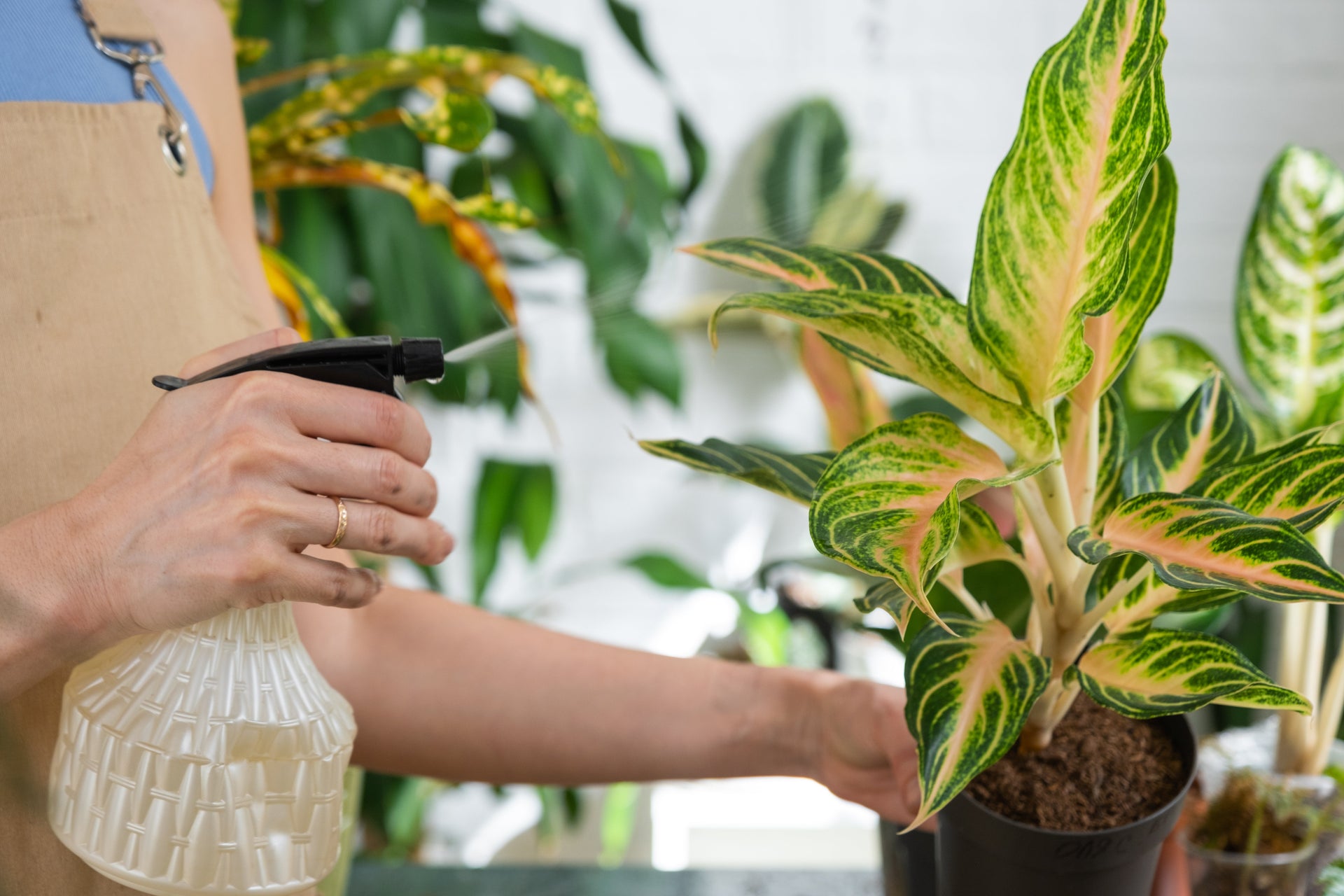 The Simple Fertilizer Schedule That Works for Any Houseplant – Leaves and Soul