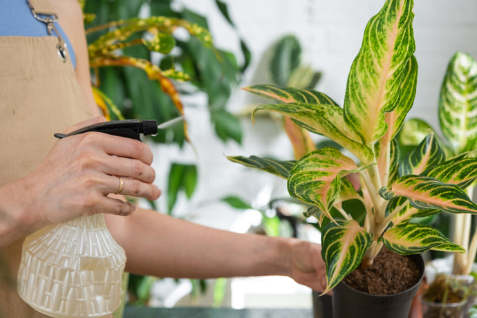 The Simple Fertilizer Schedule That Works for Any Houseplant
