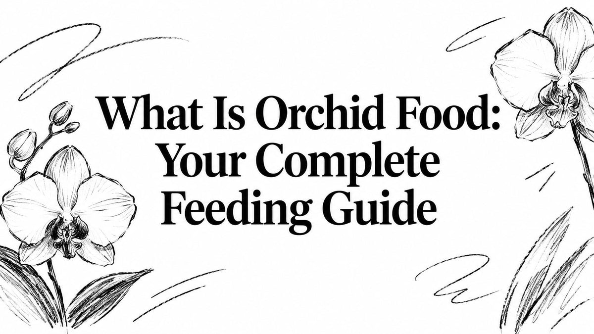 What Is Orchid Food: Your Complete Feeding Guide