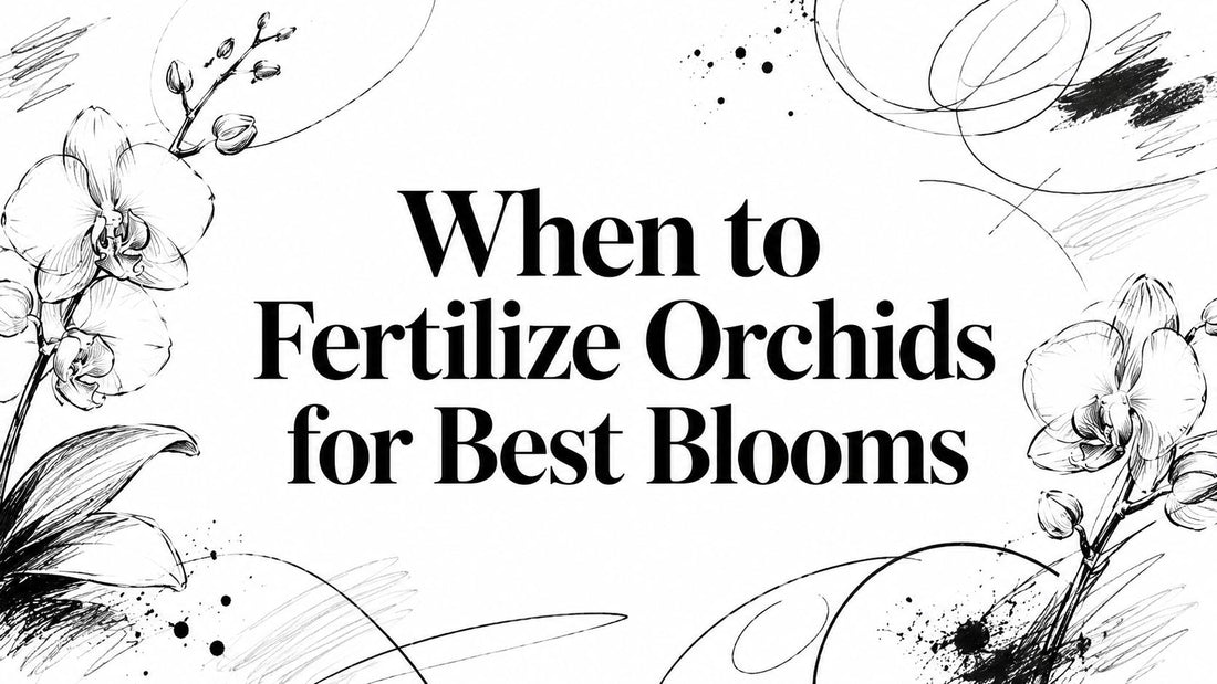 When to Fertilize Orchids for Best Blooms