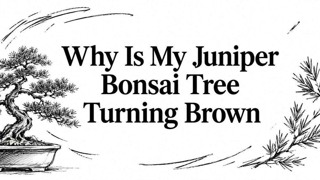Why Is My Juniper Bonsai Tree Turning Brown