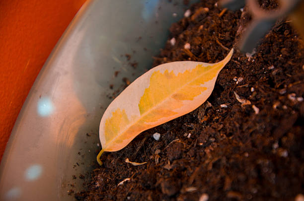 Why Houseplant Leaves Drop Overnight and How to Fix It Fast