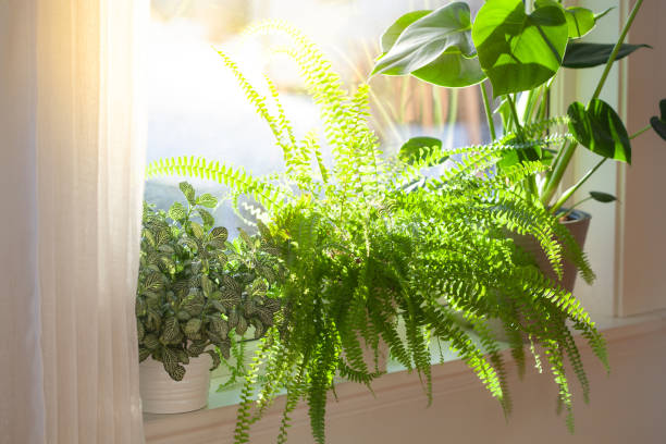 Why Your Houseplants Lean Toward the Light (and How to Fix It)