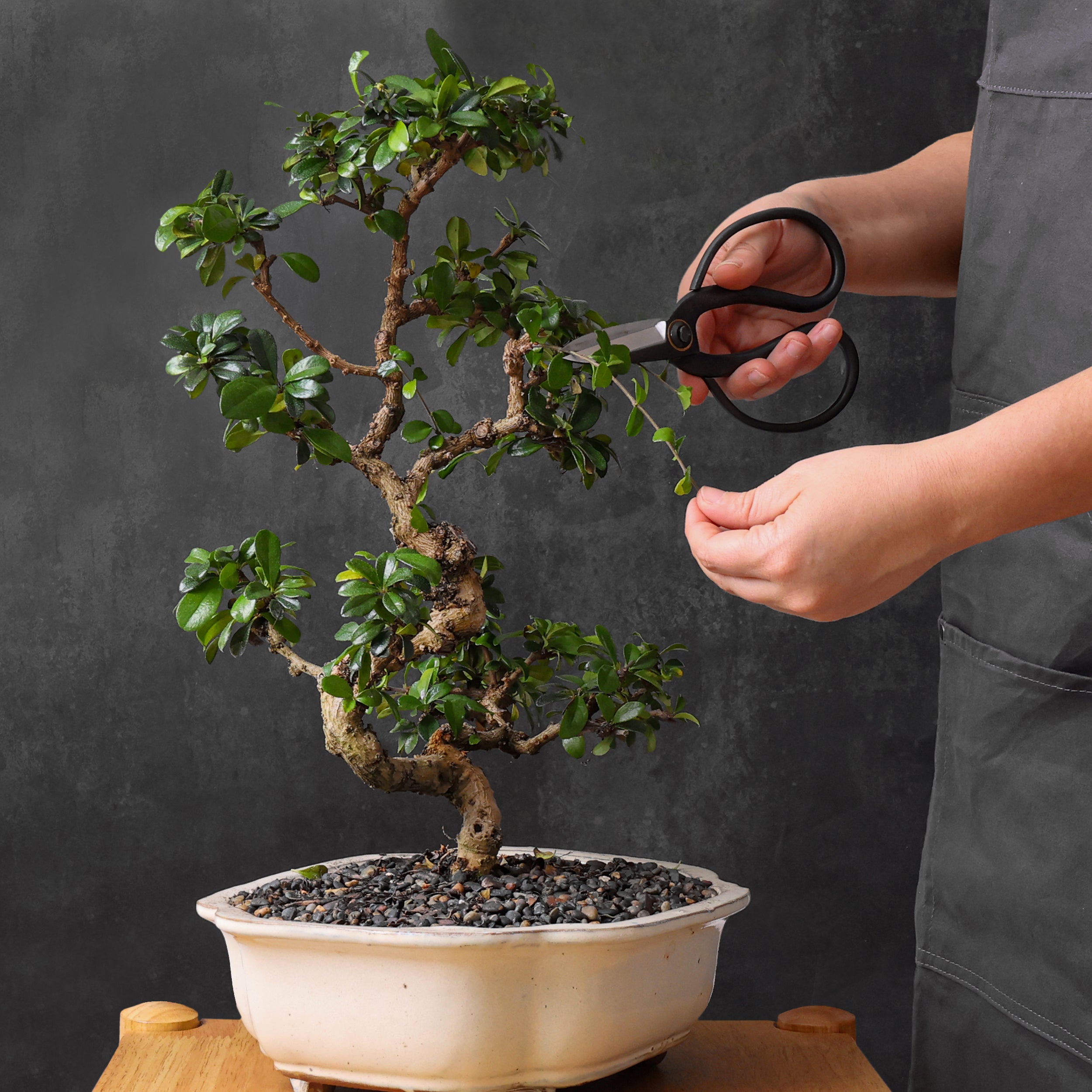 bonsai tree scissors Professional Bonsai Scissors | Pruning Shears for Trimming Plants