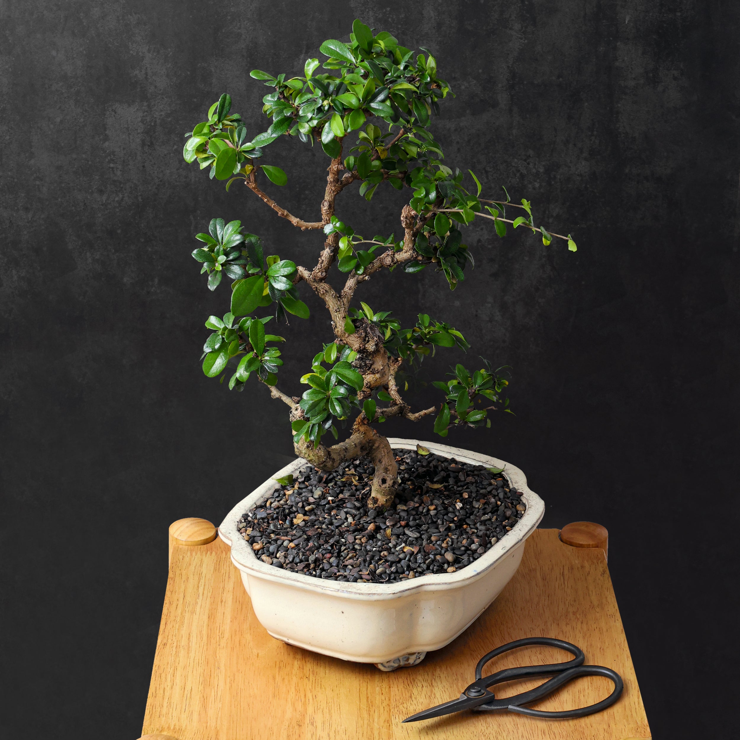 Professional Bonsai Scissors | Pruning Shears for Trimming Plants | Japanese Gardening, Bonsai Tools | Garden Scissors (Butterfly)