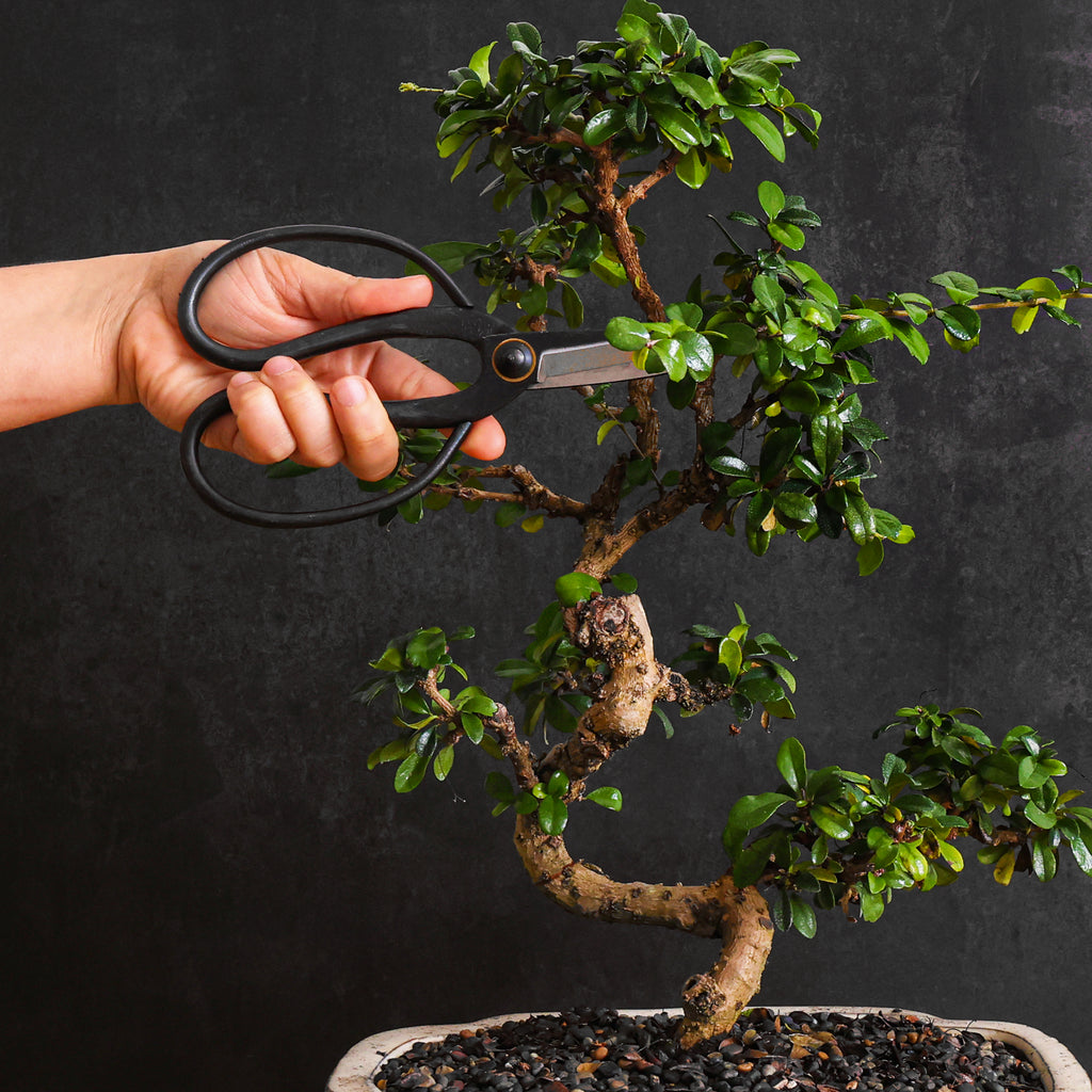Professional Bonsai Scissors | Pruning Shears for Trimming Plants | Japanese Gardening, Bonsai Tools | Garden Scissors (Butterfly)