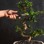 Professional Bonsai Scissors | Pruning Shears for Trimming Plants | Japanese Gardening, Bonsai Tools | Garden Scissors (Butterfly)