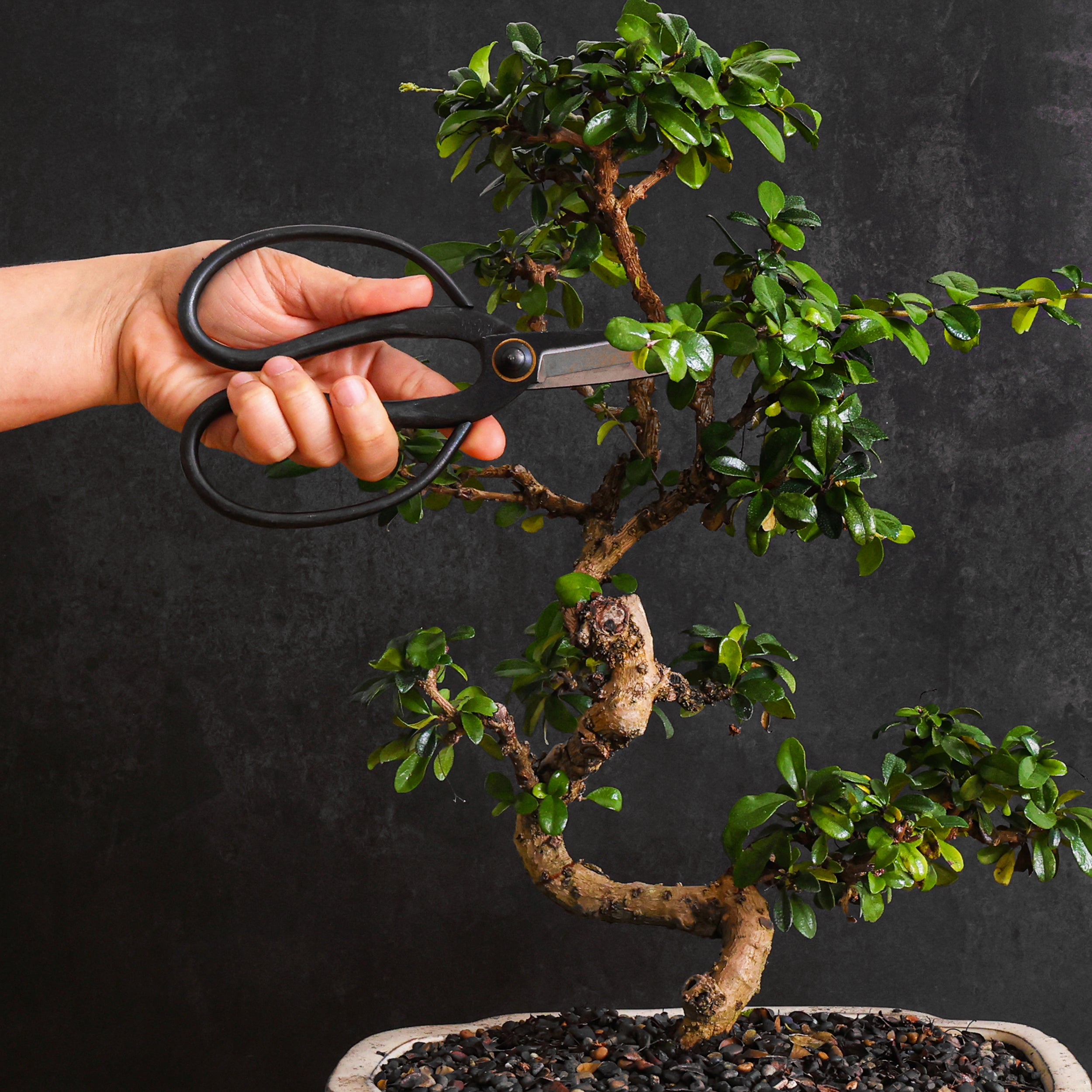 Professional Bonsai Scissors | Pruning Shears for Trimming Plants | Japanese Gardening, Bonsai Tools | Garden Scissors (Butterfly)