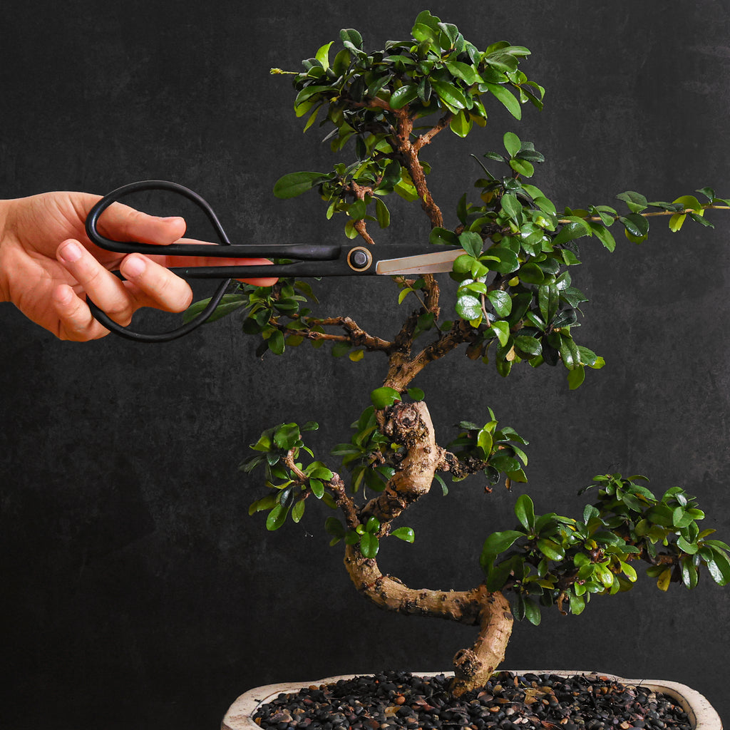 Professional Bonsai Scissors | Pruning Shears for Trimming Plants | Japanese Gardening, Bonsai Tools | Garden Scissors (Slim)