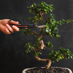Professional Bonsai Scissors | Pruning Shears for Trimming Plants | Japanese Gardening, Bonsai Tools | Garden Scissors (Slim)