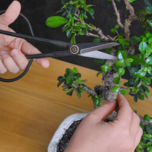 Load image into Gallery viewer, Professional Bonsai Scissors | Pruning Shears for Trimming Plants | Japanese Gardening, Bonsai Tools | Garden Scissors (Slim)
