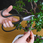 Professional Bonsai Scissors | Pruning Shears for Trimming Plants | Japanese Gardening, Bonsai Tools | Garden Scissors (Butterfly)