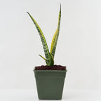 Professional Snake Plant Soil | Large 2.2 Quarts Ready to Use for Snake Plants | Peat Moss, Coco Coir, Perlite, Dolomite