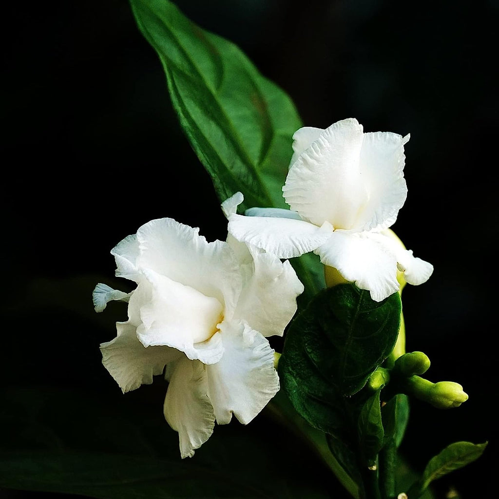 Professional Liquid Gardenia Plant Fertilizer | 3-1-2 Concentrate for Flowering Plants | 8 oz Bottle