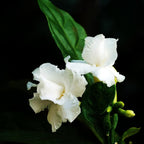 Professional Liquid Gardenia Plant Fertilizer | 3-1-2 Concentrate for Flowering Plants | 8 oz Bottle