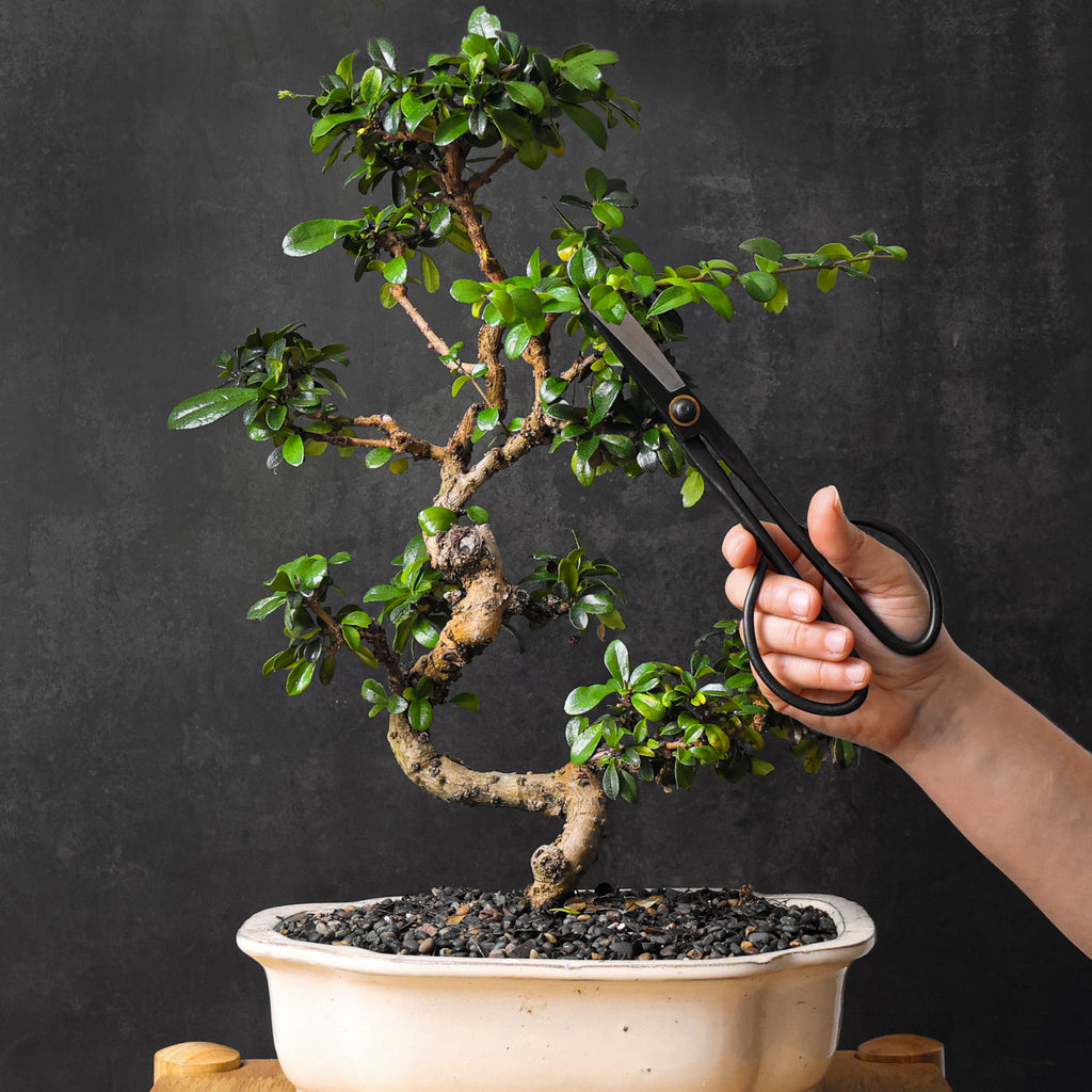 Professional Bonsai Scissors | Pruning Shears for Trimming Plants | Japanese Gardening, Bonsai Tools | Garden Scissors (Slim)