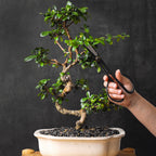 Professional Bonsai Scissors | Pruning Shears for Trimming Plants | Japanese Gardening, Bonsai Tools | Garden Scissors (Slim)