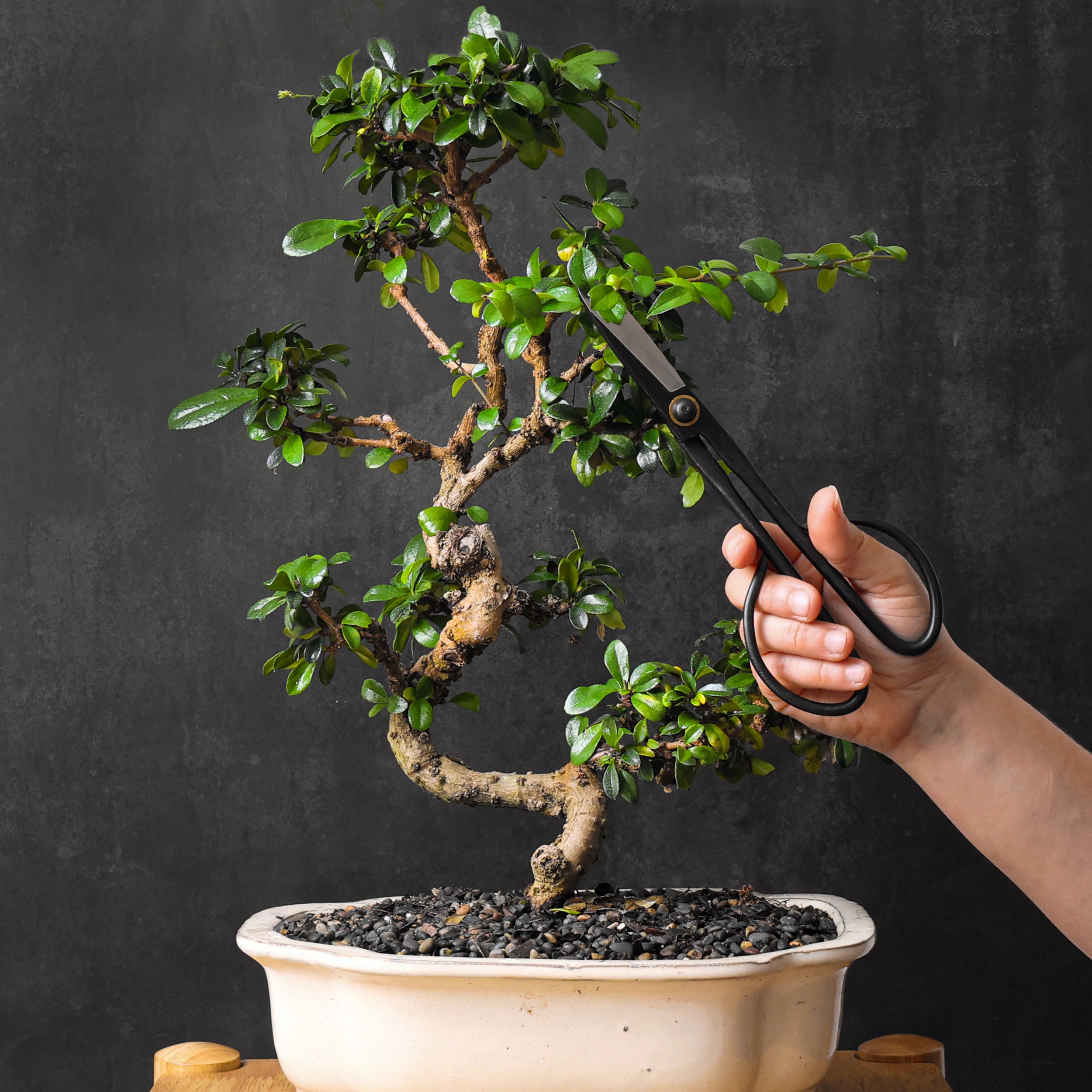 Professional Bonsai Scissors | Pruning Shears for Trimming Plants | Japanese Gardening, Bonsai Tools | Garden Scissors (Slim)