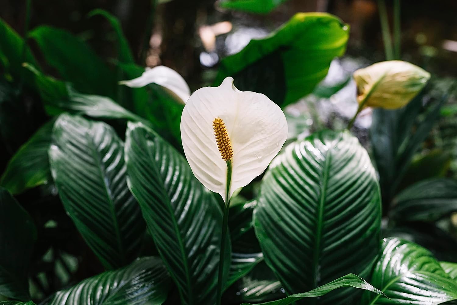 peace lily perlite Professional Peace Lily Soil | Large 2.2 Quarts Ready to Use for Peace Lily Plants