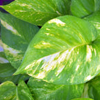 Professional Liquid Philodendron Plant Fertilizer | 3-1-2 Concentrate for House Plants | Multi-Purpose Blend & Gardening Supplies | 8 oz Bottle