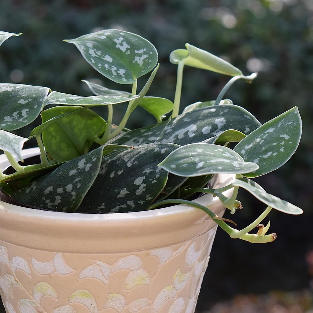 Professional Liquid Pothos Plant Fertilizer | 3-1-2 Concentrate for Epipremnums and Houseplants | 8 oz Bottle