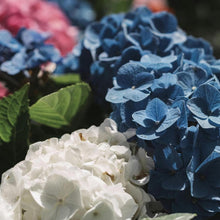 Load image into Gallery viewer, Professional Hydrangea Liquid Fertilizer - Complete 2-5-4 Nutrient Blend Concentrate - 8 oz
