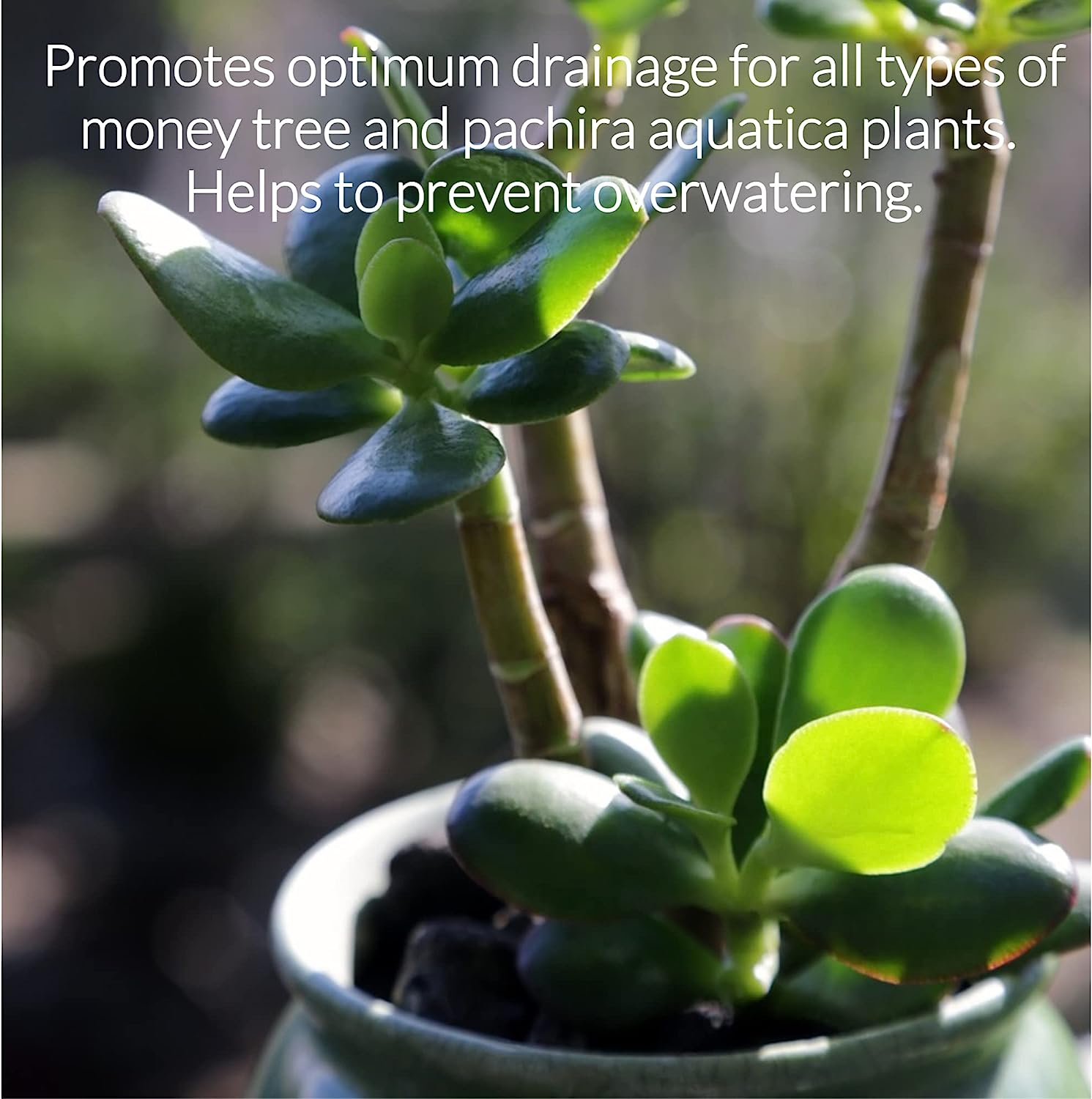 Professional Money Tree Soil | Large 2.2 Quarts Ready to Use for Money Tree Plants | Peat Moss, Coco Coir, Perlite, Dolomite